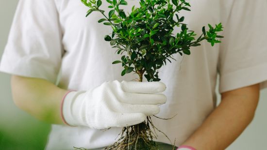 Cikk kép - Tájékoztatás a fás szárú növények védelméről, kivágásáról és pótlásáról